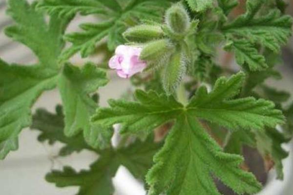 殺蚊子較強的農藥，這些農藥效果好