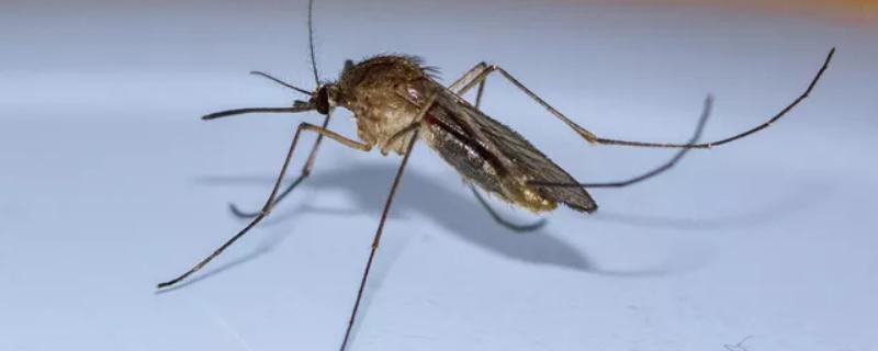 殺蚊子較強的農藥，這些農藥效果好