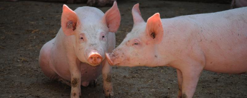 豬用針頭使用對照表，附常見型號及長度