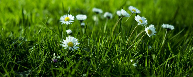 種草坪每畝要多少本錢，需要多少克種子