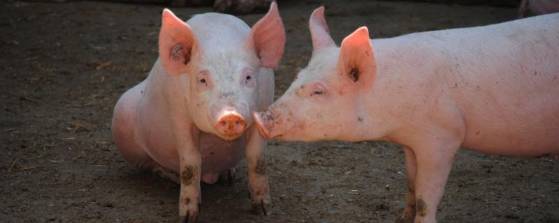 育肥豬疫苗流程表，從出生都要打什么疫苗