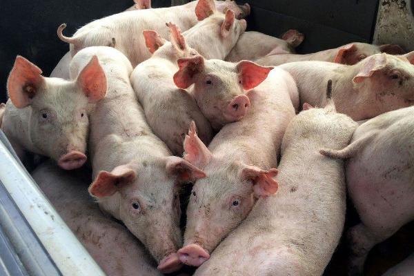 育肥豬疫苗流程表,從出生都要打什么疫苗