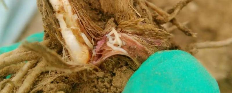 韭蛆用什么農(nóng)藥可以殺死