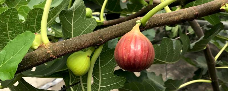 東北適合種什么水果樹苗，北方新品種有哪些