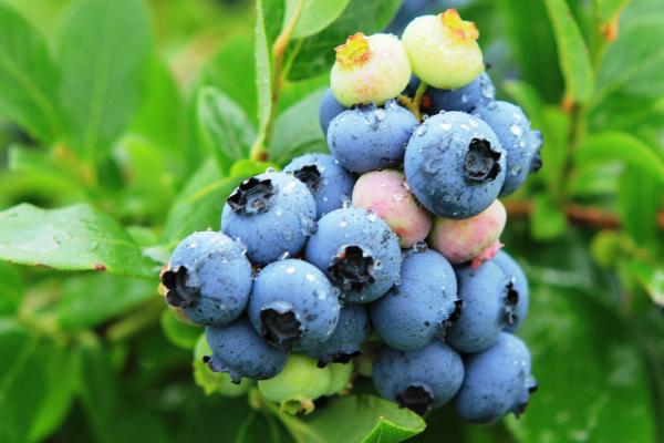 東北適合種什么水果樹苗,北方新品種有哪些