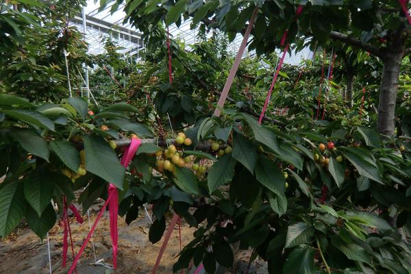 車厘子樹苗幾月份種植，幾月適合移栽