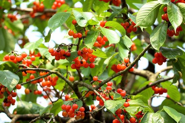 車厘子樹苗幾月份種植，幾月適合移栽