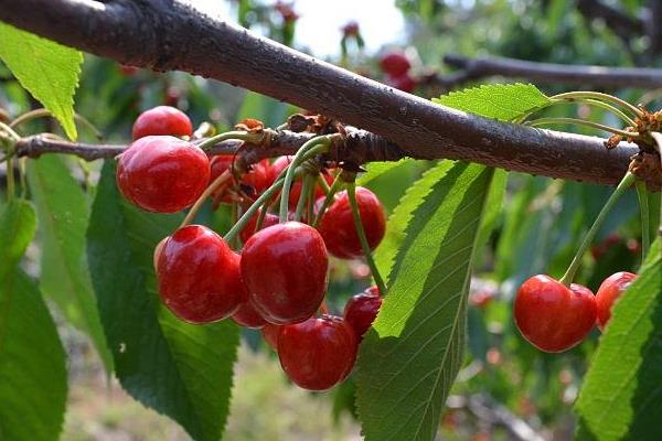 車厘子樹苗幾月份種植，幾月適合移栽