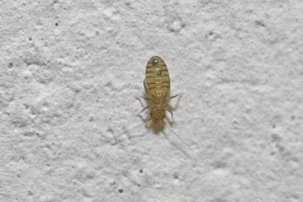 塵虱怕什么，塵虱簡單的去除方法