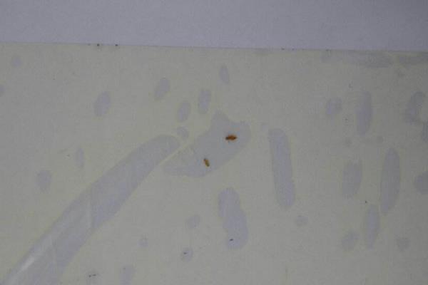 塵虱怕什么，塵虱簡單的去除方法