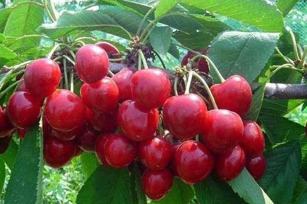 車厘子樹苗幾月份種植，幾月適合移栽