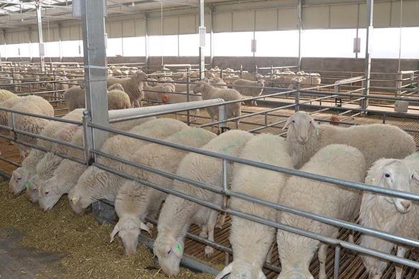 養羊大棚如何建設,東西朝向好還是南北朝向好