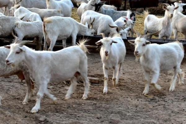 養羊大棚如何建設,東西朝向好還是南北朝向好