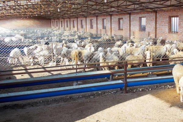 養羊大棚如何建設,東西朝向好還是南北朝向好