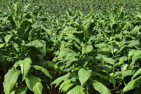 農村有潛力的種植項目有哪些