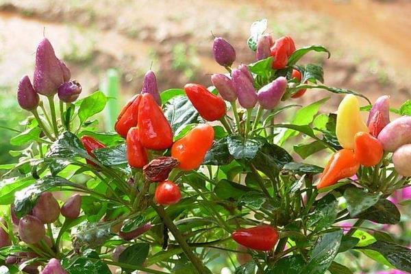 農村有潛力的種植項目有哪些