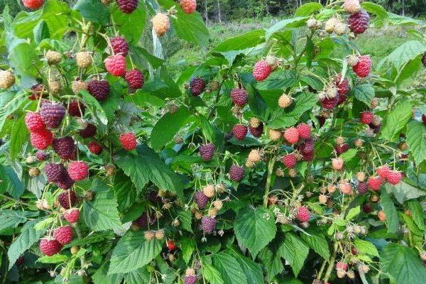 農村有潛力的種植項目有哪些