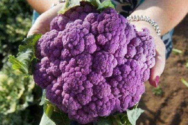 農村有潛力的種植項目有哪些