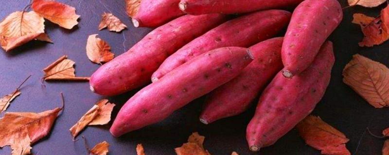 紅薯專用肥配方,會產生藥害嗎
