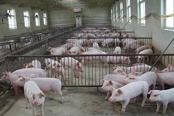 豬催肥的簡單方法,使用催肥劑有效果嗎