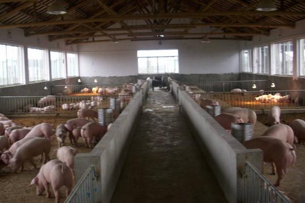 豬催肥的簡單方法,使用催肥劑有效果嗎