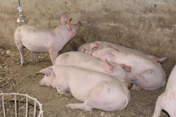 豬催肥的簡單方法,使用催肥劑有效果嗎