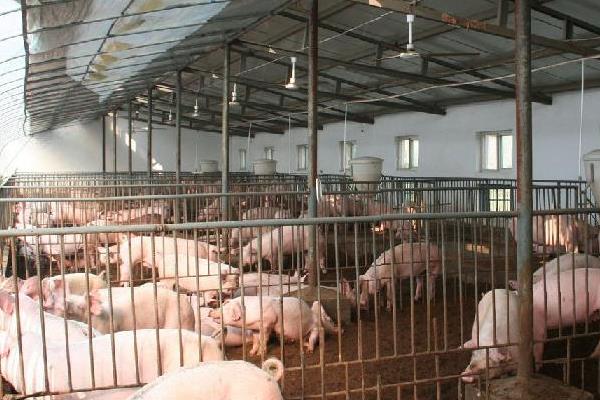 豬催肥的簡單方法,使用催肥劑有效果嗎