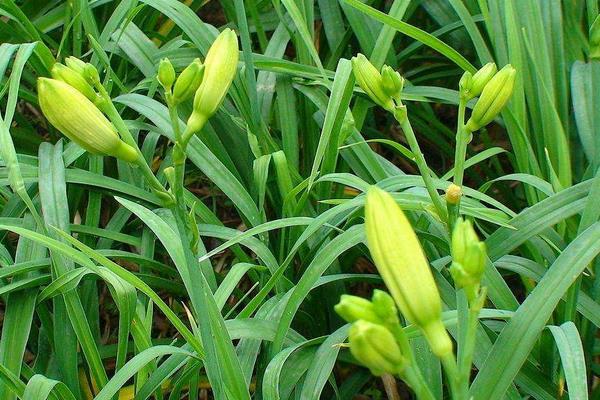種植黃花菜虧錢的原因