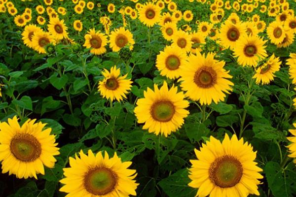 向日葵的種植時間和方法,多久收成