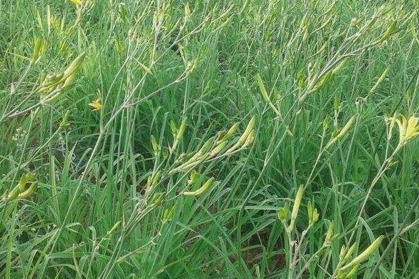 種植黃花菜虧錢的原因