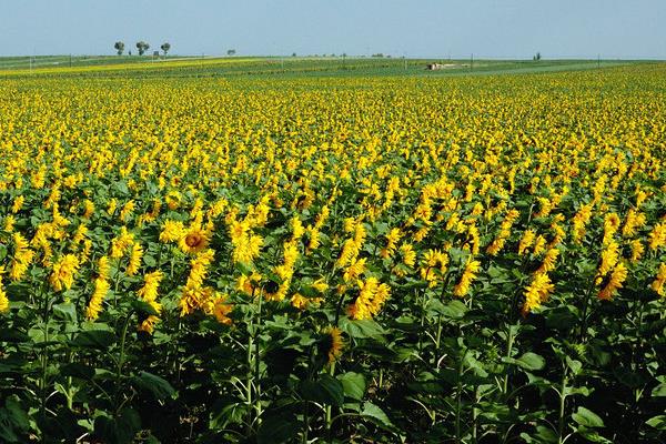 向日葵的種植時間和方法,多久收成