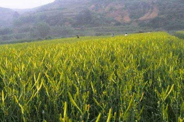 種植黃花菜虧錢的原因