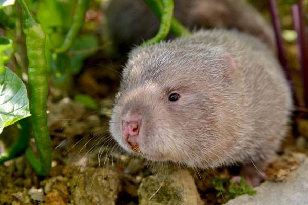 養殖什么掙錢快成本低