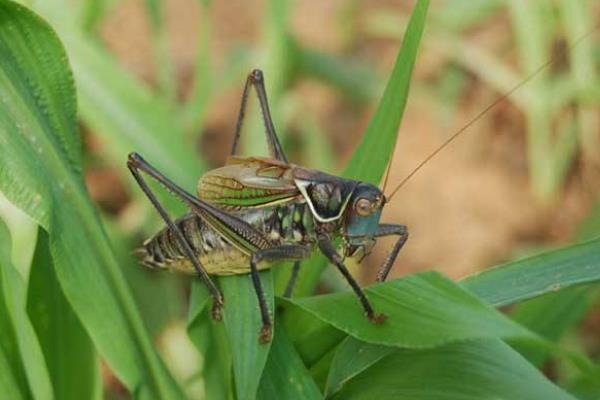 養殖什么掙錢快成本低