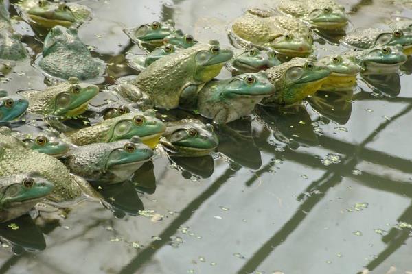 養殖什么掙錢快成本低