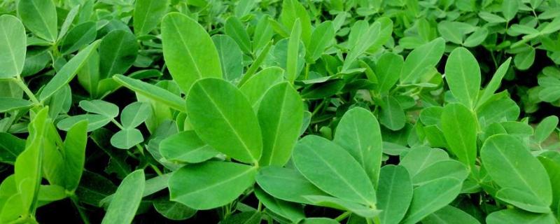 花生青枯病有效藥有哪些,病因是什么