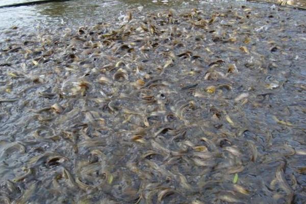 泥鰍多少一斤，附菜場價格