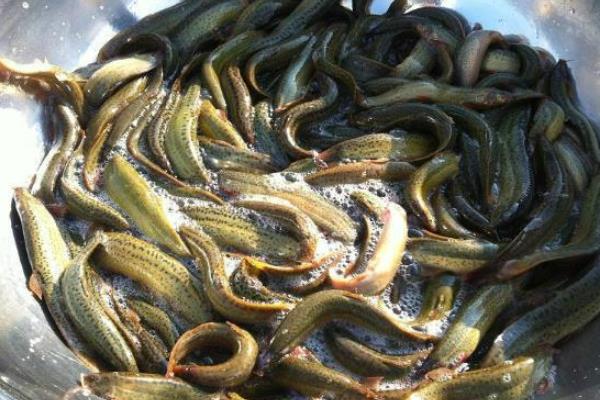 泥鰍多少一斤，附菜場價格