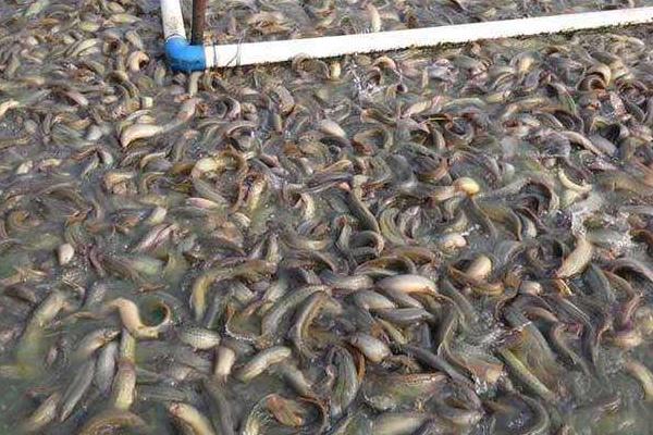 泥鰍多少一斤，附菜場價格