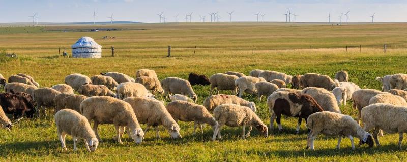 羊乳房炎治療方法,怎么打乳房封閉針