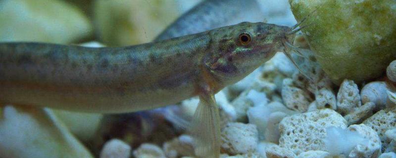 泥鰍多少一斤，附菜場價格