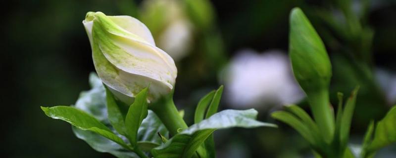 梔子花的養殖方法和注意事項