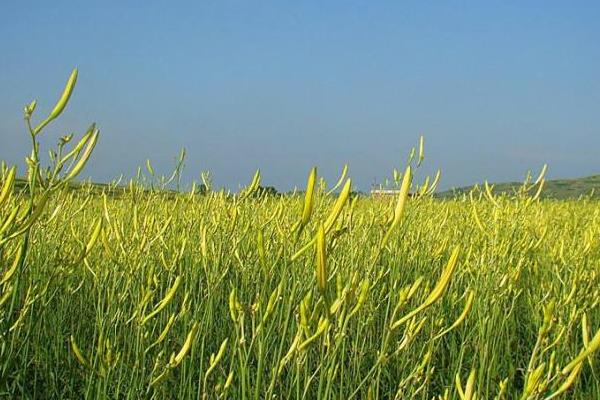 種植黃花菜虧錢的原因