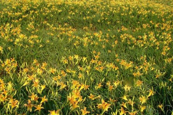 種植黃花菜虧錢的原因