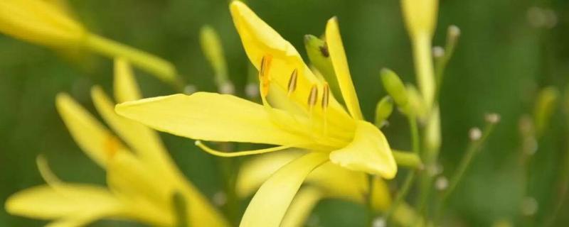 種植黃花菜虧錢的原因