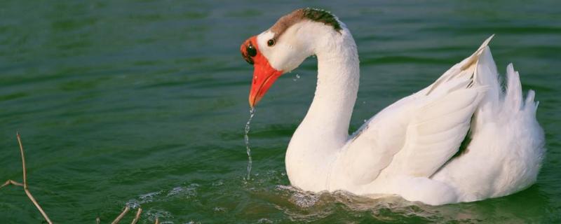 養鵝需要的成本高嗎，要多少人