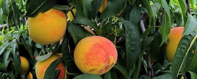 黃桃施肥時間，施什么肥料好