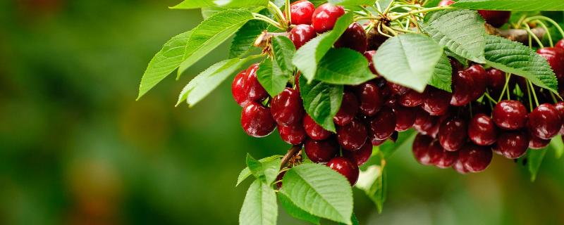 車厘子樹苗幾月份種植，幾月適合移栽