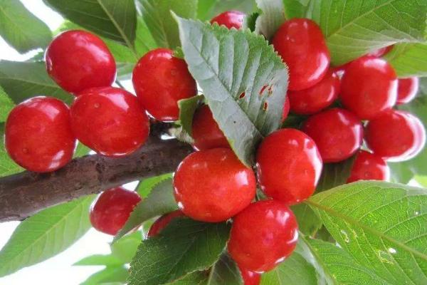 車厘子樹苗幾月份種植，幾月適合移栽