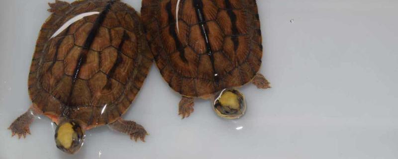 廣東金錢龜苗幾錢一只，哪里有賣